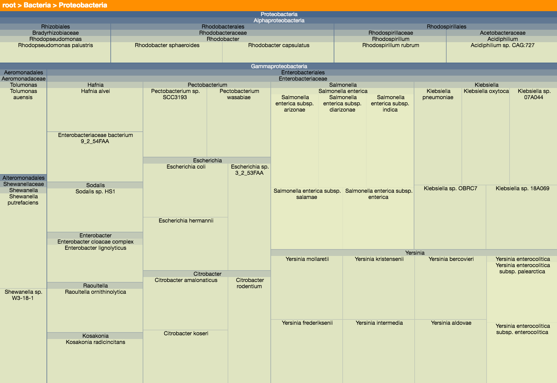 A treemap of a taxonomic hierarchy